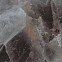 Керамогранит Marvel Crystal Beauty 50x120 (A4SK) 