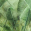 Декор Boost Pro Leaves 120x278 A (A3HE) 