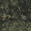 Плитка Marvel Brazil Green 50x120 (A4SE) 